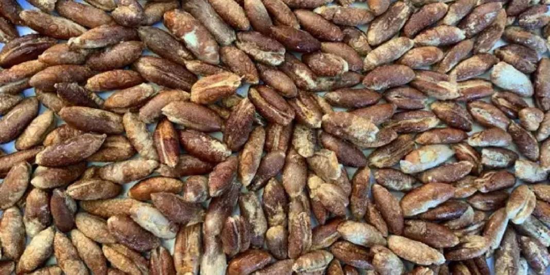 Hurma kadar çekirdeğinin de faydası çıktı! Bunu kimse bilmiyor: Artık kimsenin eli çöpe atmaya gitmeyecek 2